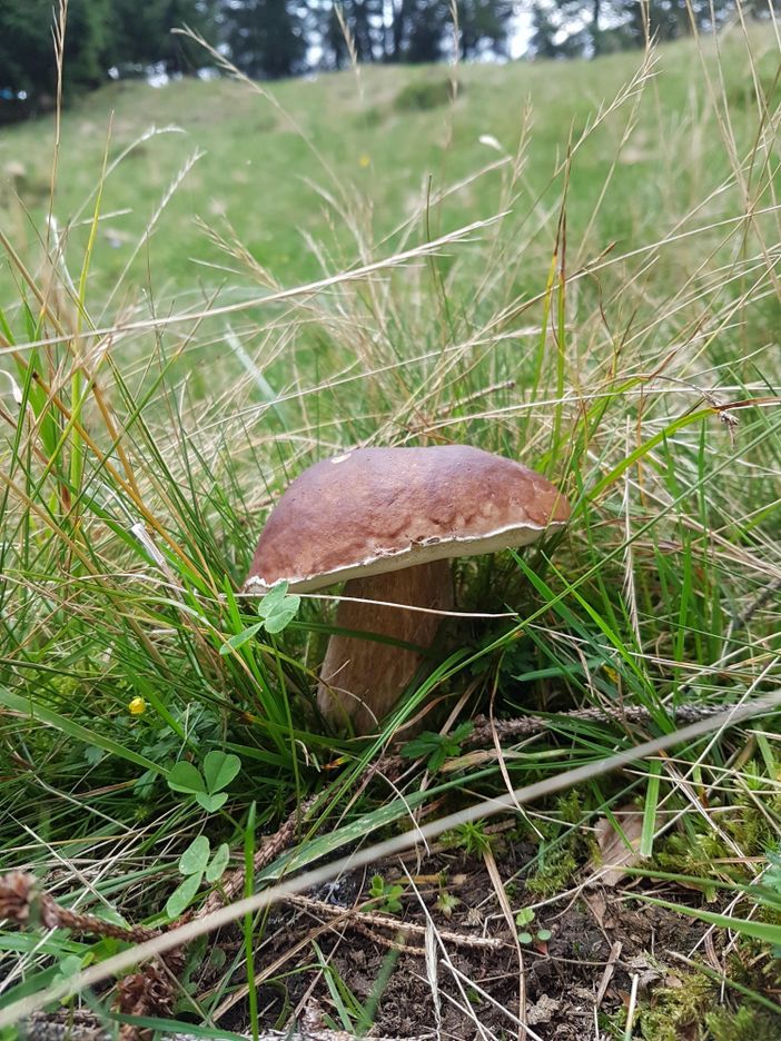Steinpilz