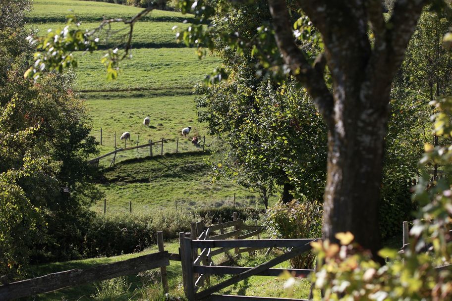 Zur Alpspitze über Bayerstetten, Schafe auf der Bergwiese