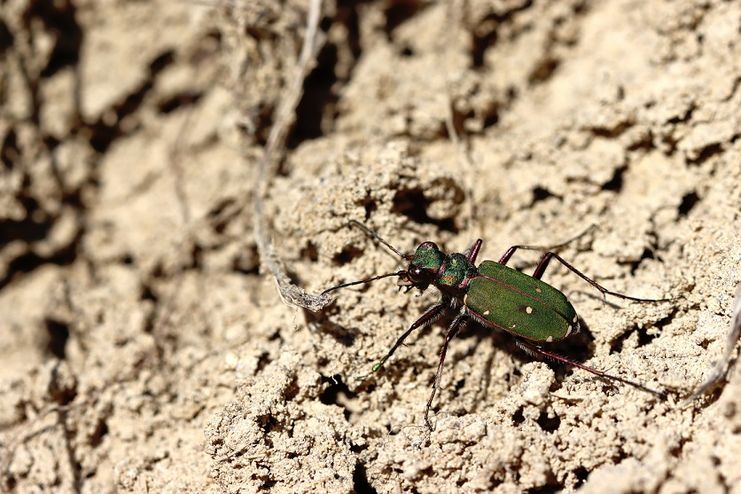 Vortrag Kleintierwelt_Naturpark Nagelfluhkette