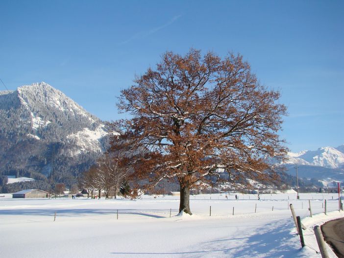 Blick zum Grünten