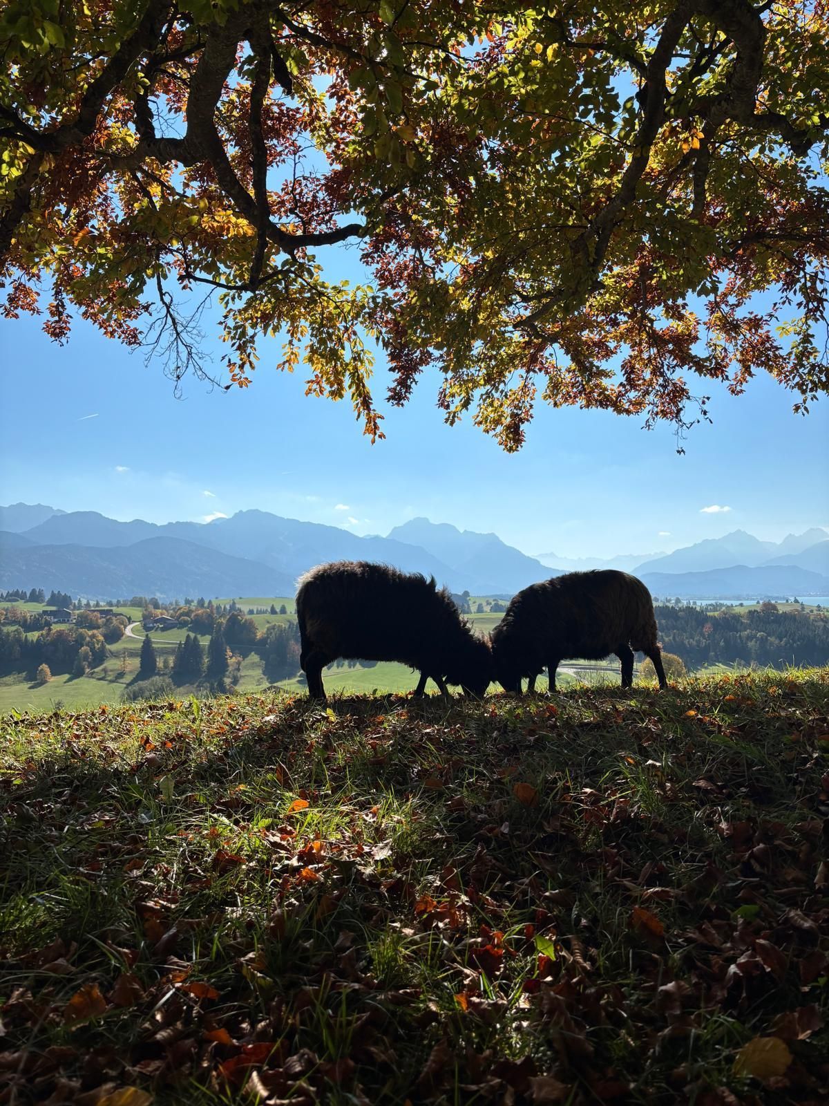 Spaziergang mit den Schafen