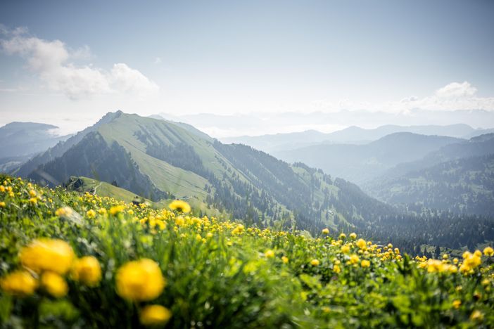 Frühling_Allgaeu_Oberstaufen