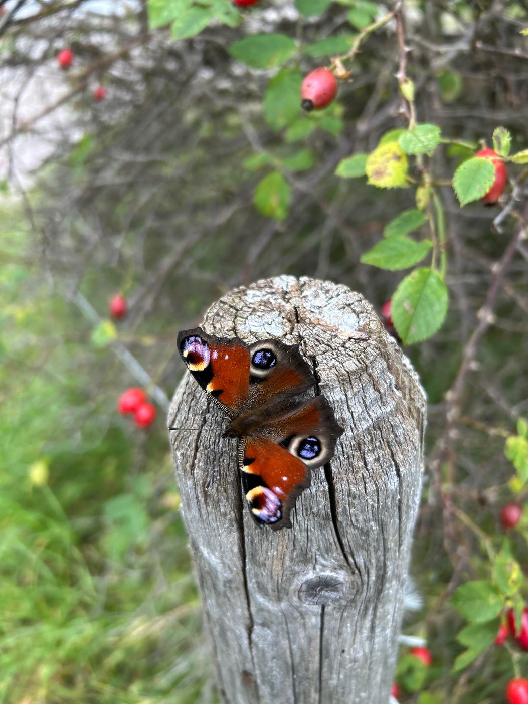 War für ein schöner Schmetterling
