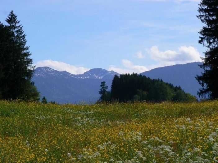 Bergwiesen