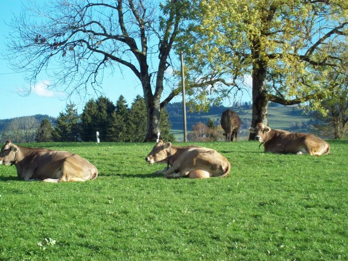 Kühe auf der Wiese