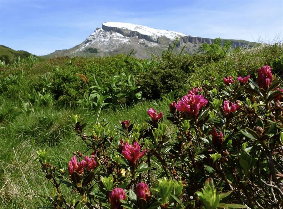 Alpenrosen