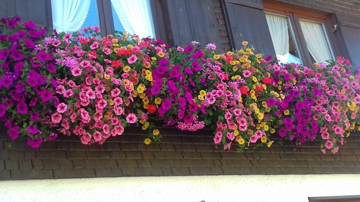 Blumenschmuck am Haus