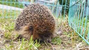 Igel