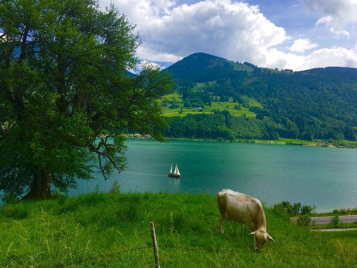 Alpsee Wandern