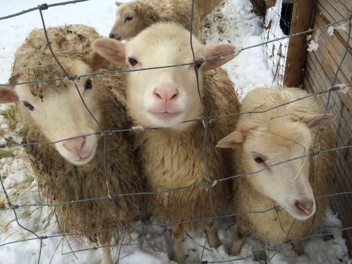 unsere neugierigen Schafe