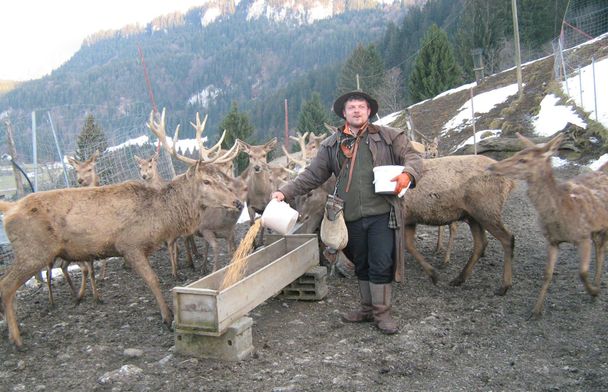 Alpenwildpark in Obermaiselstein - Fütterung