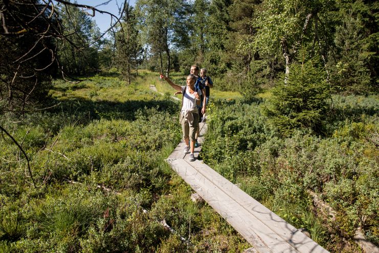 Moorführung durch die Bodenmöser