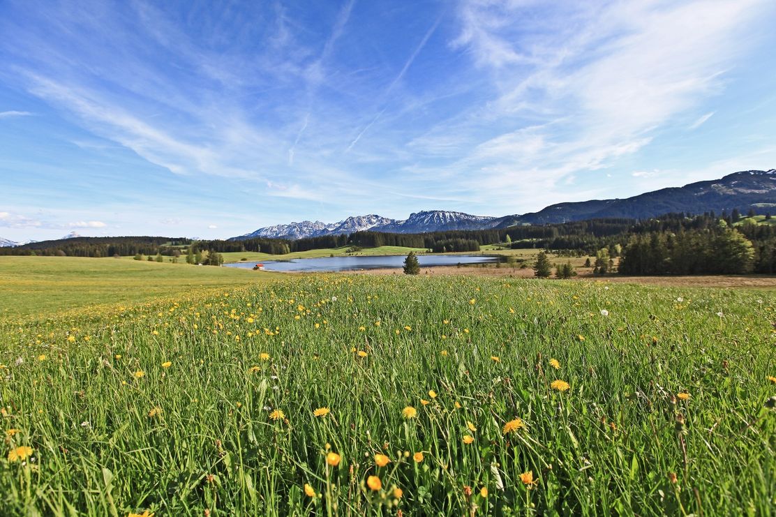 Attlesee mit Löwenzahn