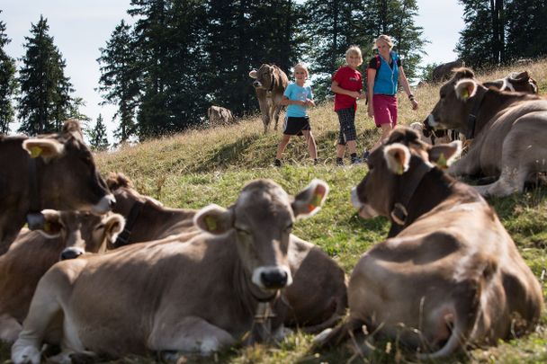 Sommerweide auf der Adelegg