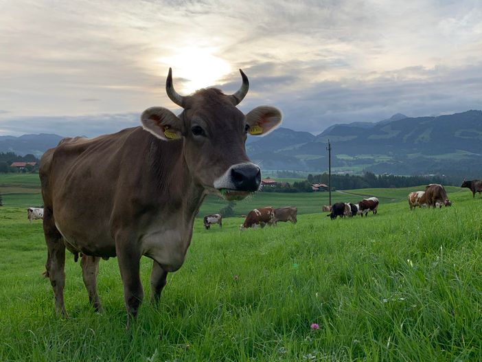 Allgäuer Weiderind