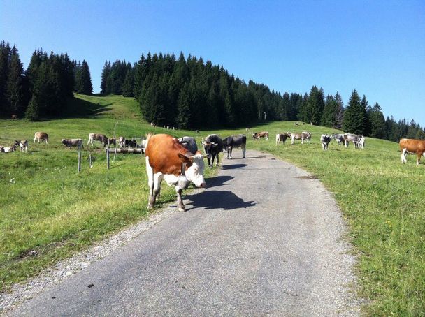 Braunvieh am Rundweg ums Ofterschwanger Horn