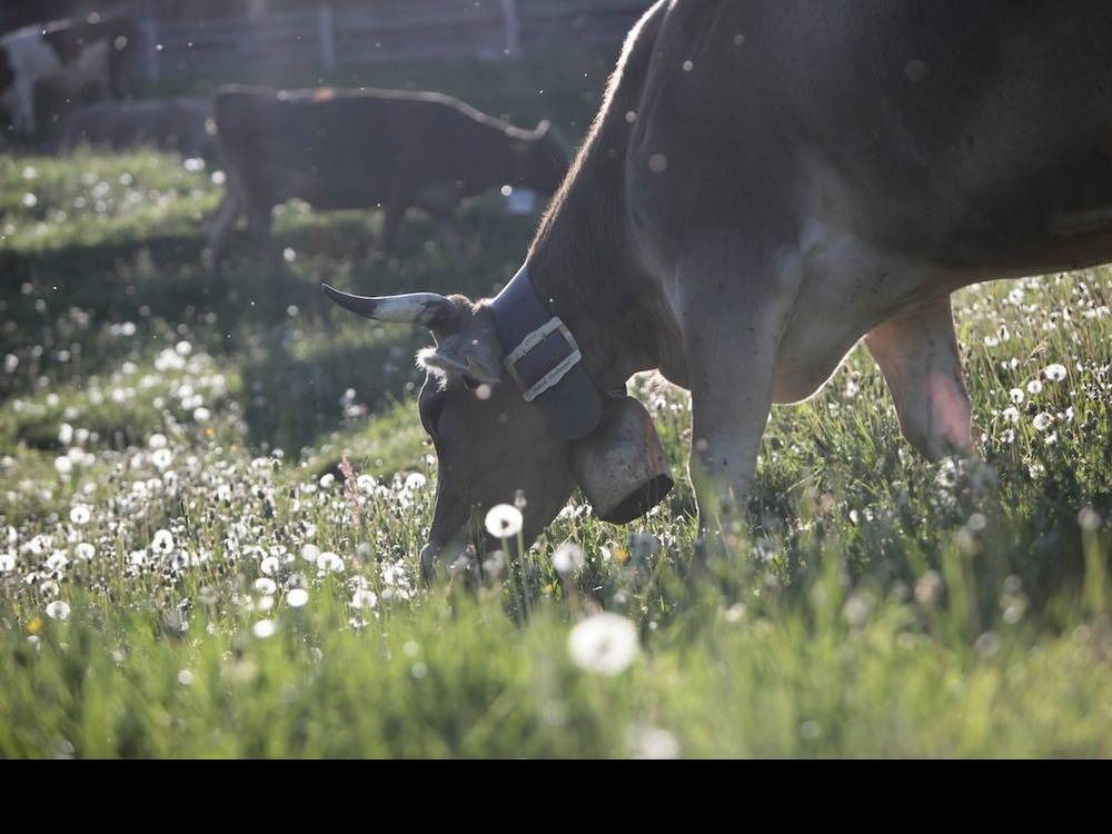 allguerbraunviehaufderweide