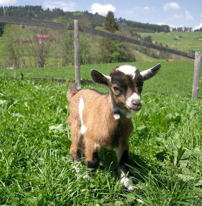 Unsere kleine Gerti