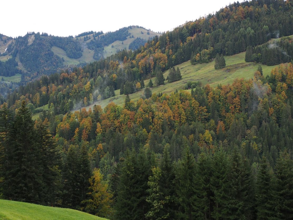 Exkursion Wald im Klimawandel_Niklas Lieb