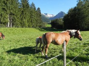 Blick zum Nebelhorn mit Haflinger