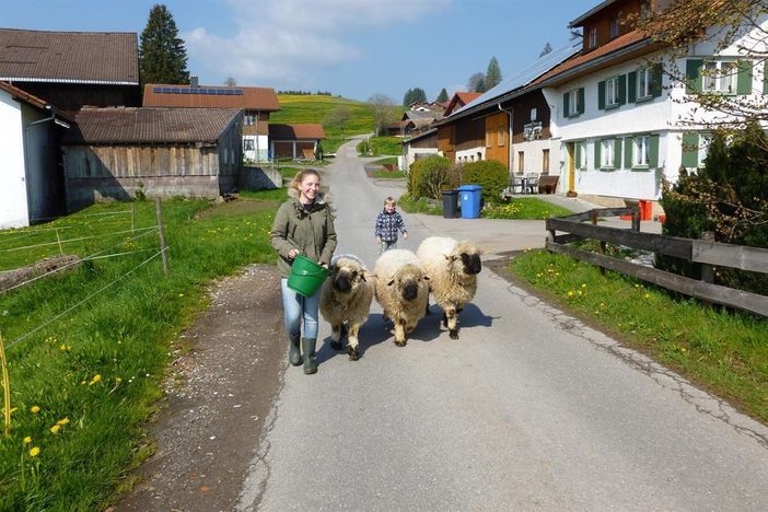 Spaziergang mit den Schafen