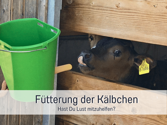 Kälber füttern