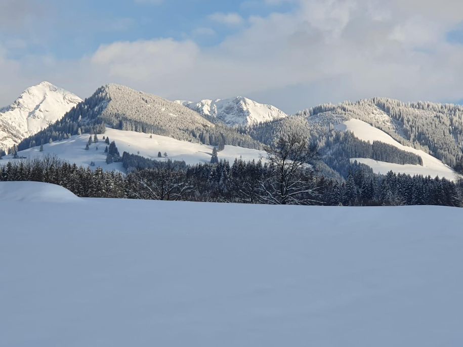 Winter Sonnenköpfe
