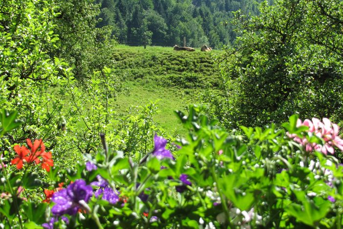 Allgäuer Schumpen genießen die Sonne