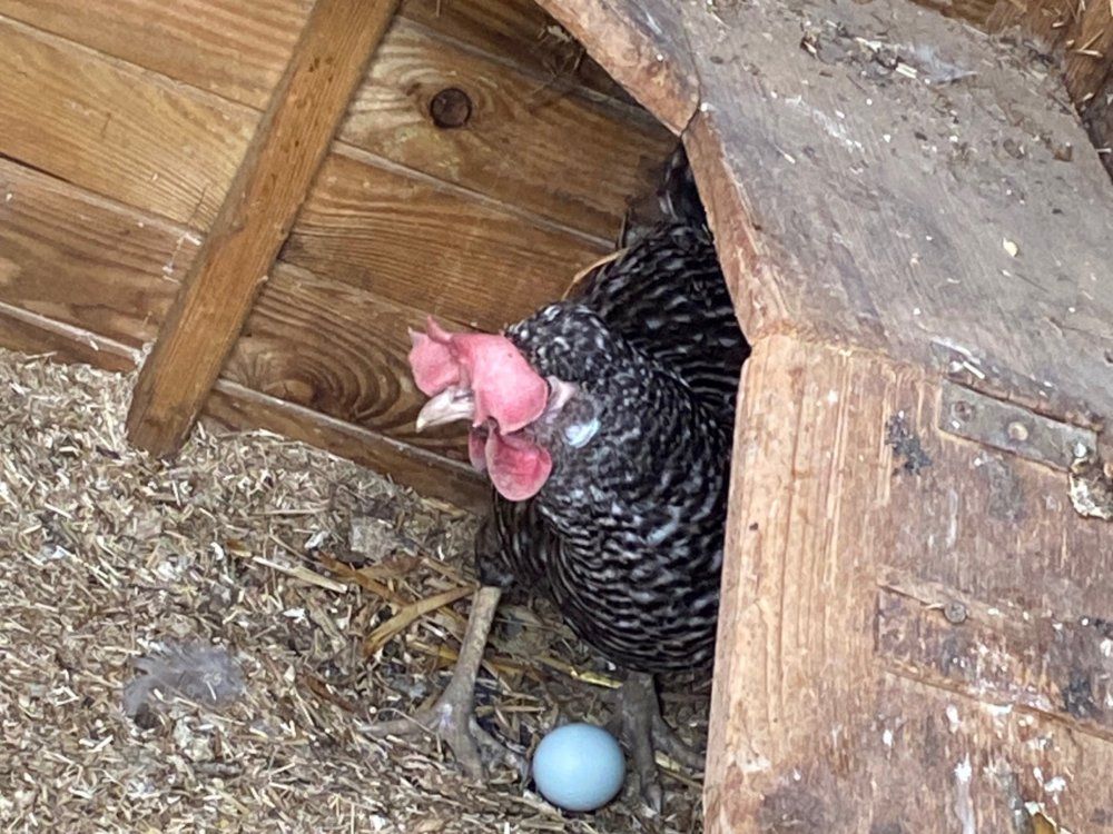 Agathe beim eierlegen