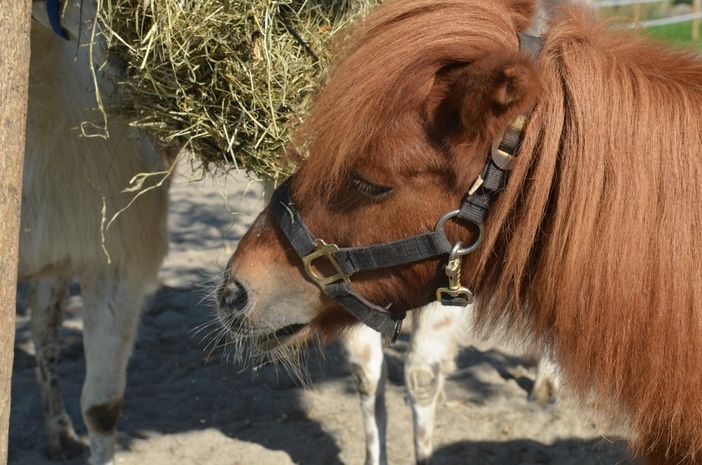 Ponys und Esel sind bei den Kindern besonders beliebt