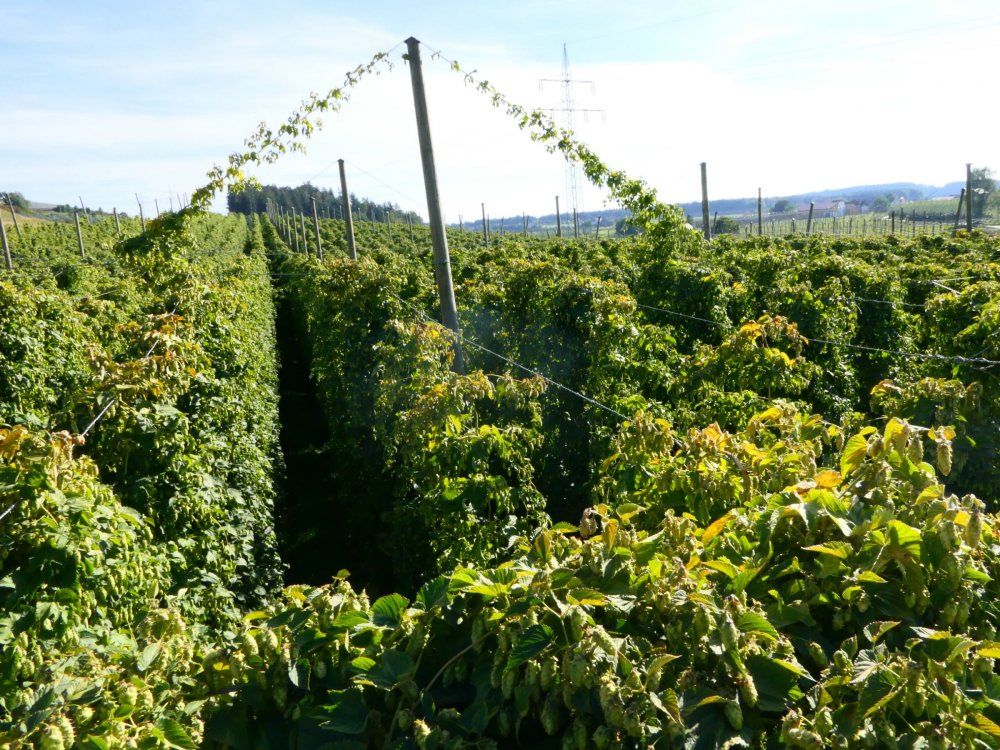 Hopfenansichten im August