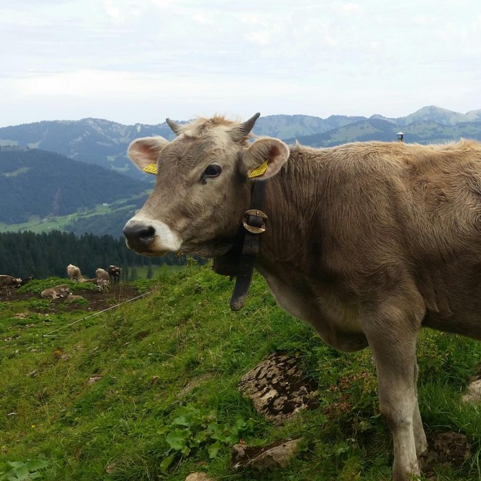 Unsere "Schumpen"