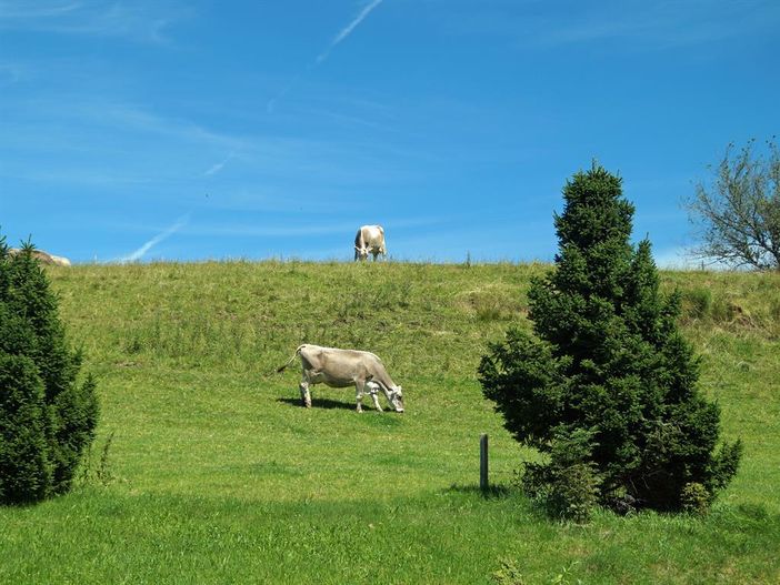 Blick durchs Küchenfenster