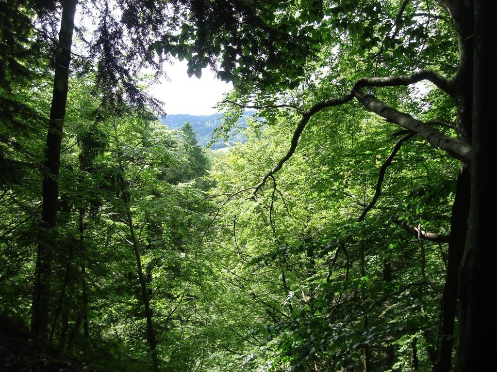 деревья.NNJPG