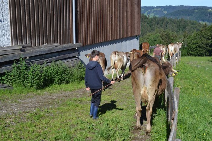 Unsere Kühe dürfen raus auf die Weiden