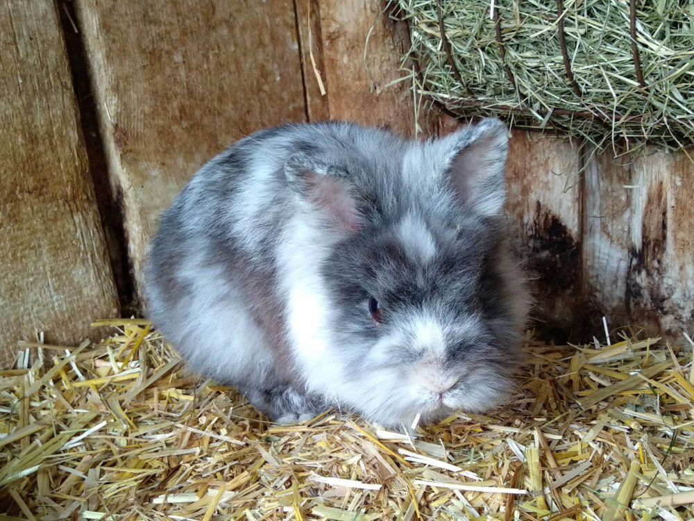 Niedlicher Hase Ben