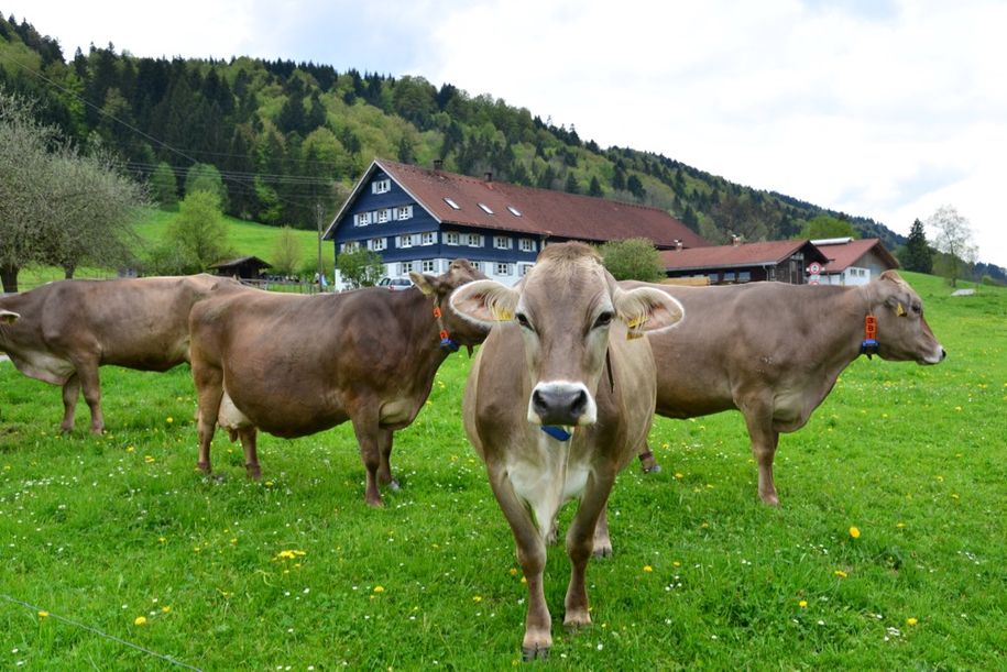 unsere Kühe vor dem Hof