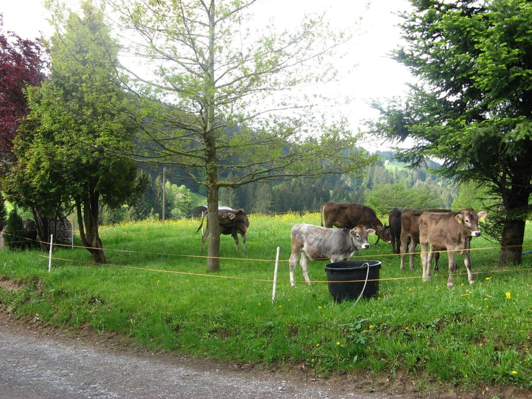 tierischer Nachwuchs