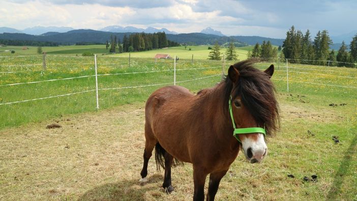 Schnickschnack - unsere liebe Ponydame