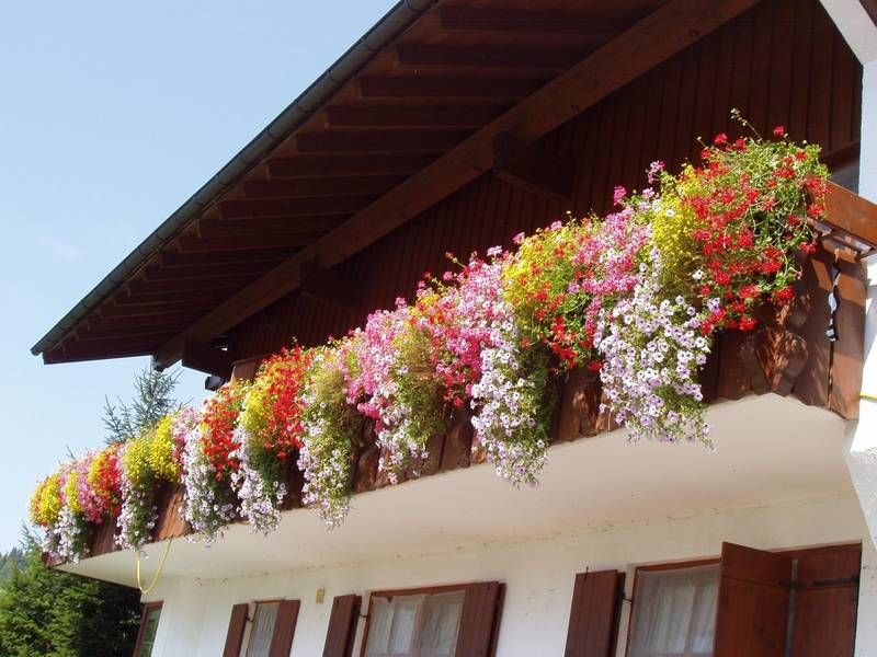 Unser ganzer Stolz - unsere prächtigen Balkonblumen