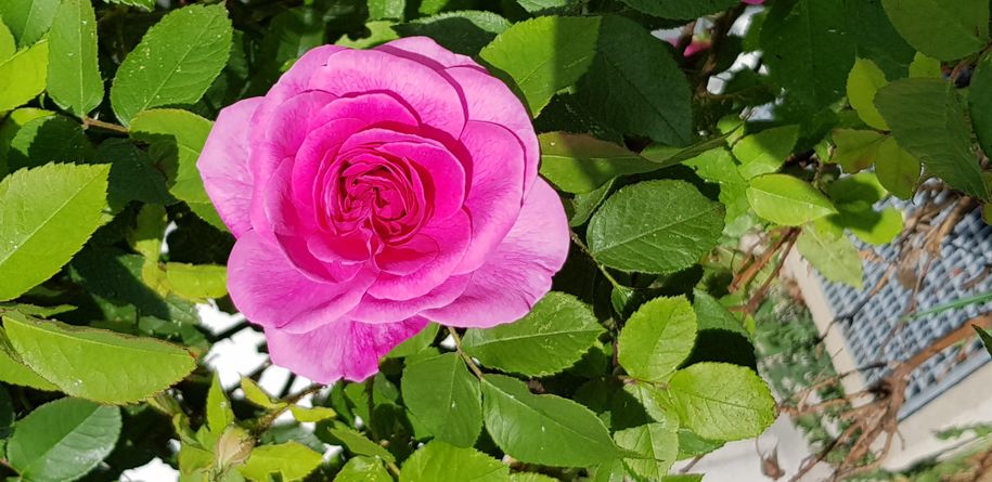 Rosen im Garten