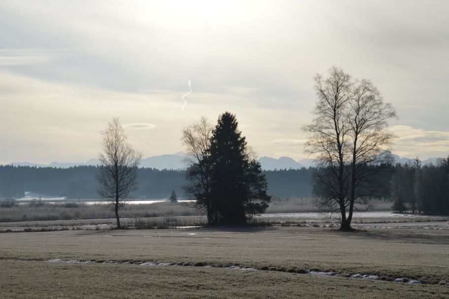 Moorlandschaft um den Elbsee