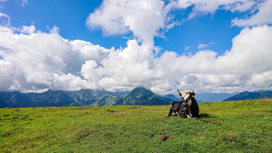 Schumpen am Schönkahler