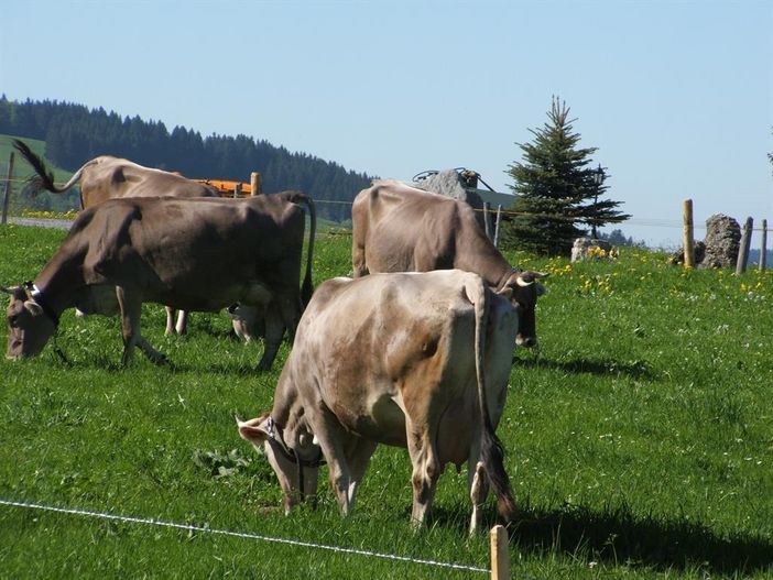 Allgäuer Braunvieh