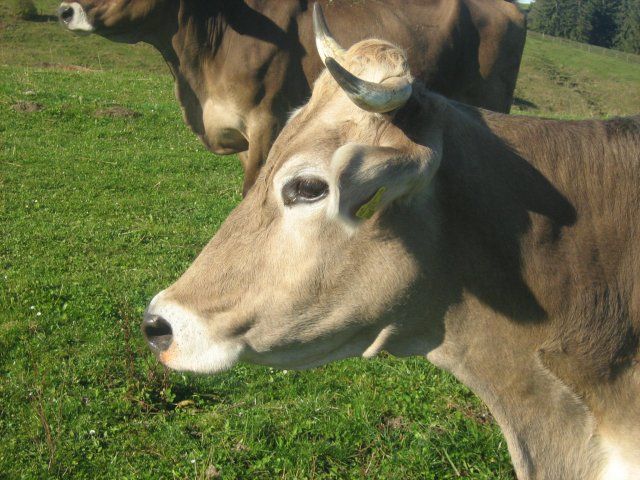 Unsere Kühe auf der Wiese