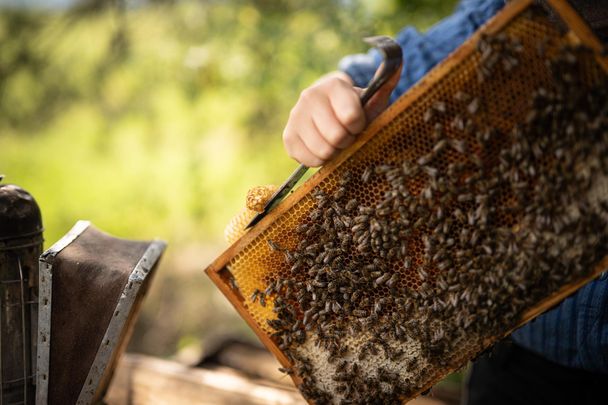 Der Honig der Bienen wird im Hofladen verkauft