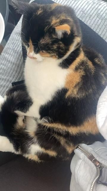 DieHausundHofKatze_Molly