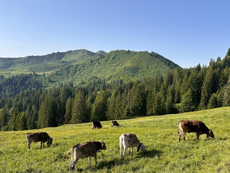 Vieh an der Alpe Höllritzen