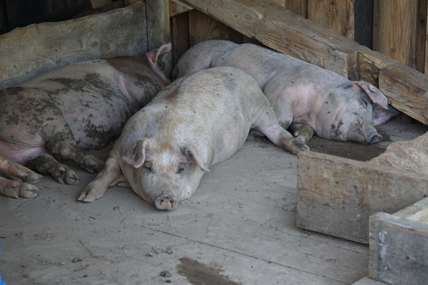 Schweine entspannt schlaf