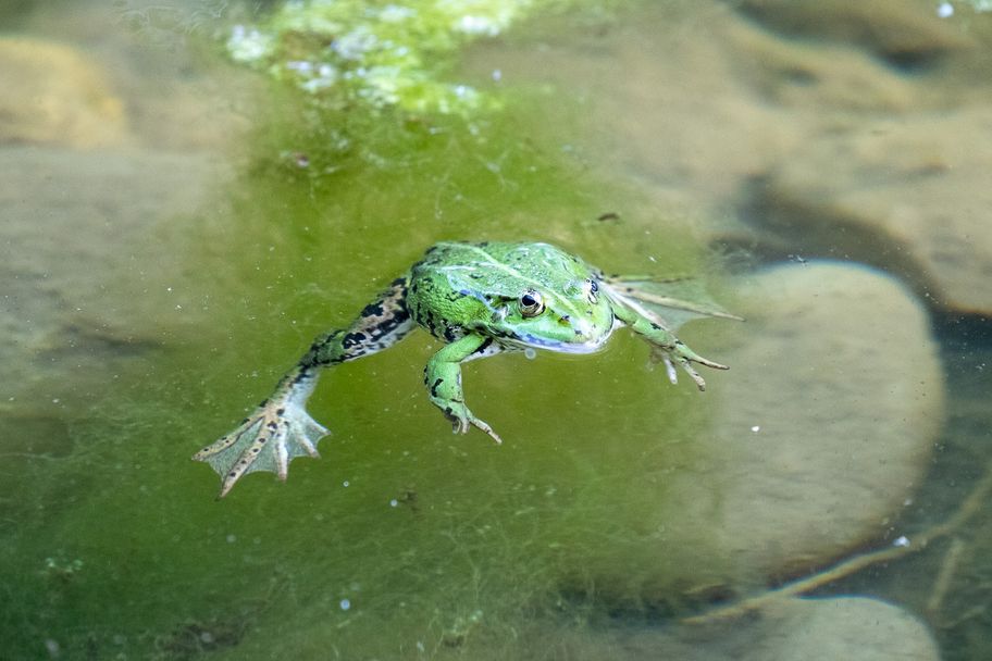 Frosch im Wasser beim Wasserspielplatz in Seibranz